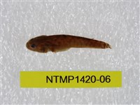 藏品(泰加拉鯔鰕虎魚)的圖片